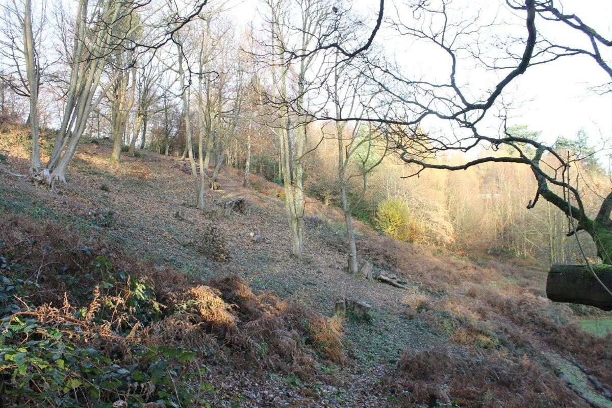 southern slope of terrace, 9 December